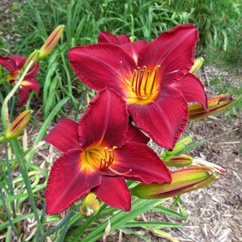 3 Red Daylily Bulbs for Planting, Reblooming Daylilies Roots, Hardy Perennial Flowers Bulbs, Gardens and Borders Planting