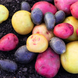2 Lbs Mixed Potato Tubers High Yielding for Outdoor Planting,Vegetables Potatoes Plants Bulbs Seeds, Heirloom Seed Potato Live Tuber: Purple, Yellow, Red