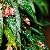 Combo 4 Begonias Houseplant Live Indoor, Angel Wing Begonia Maculata Live Plant, Polka Dot Begonias Live Plants Outdoor, 4 to 8 Inc Tall