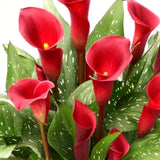 3 Red Calla Lily Bulbs for Outdoor Planting, Ornamental Flowers for Patio Pots, Landscape Borders and Garden, Flower Bulbs for Growing