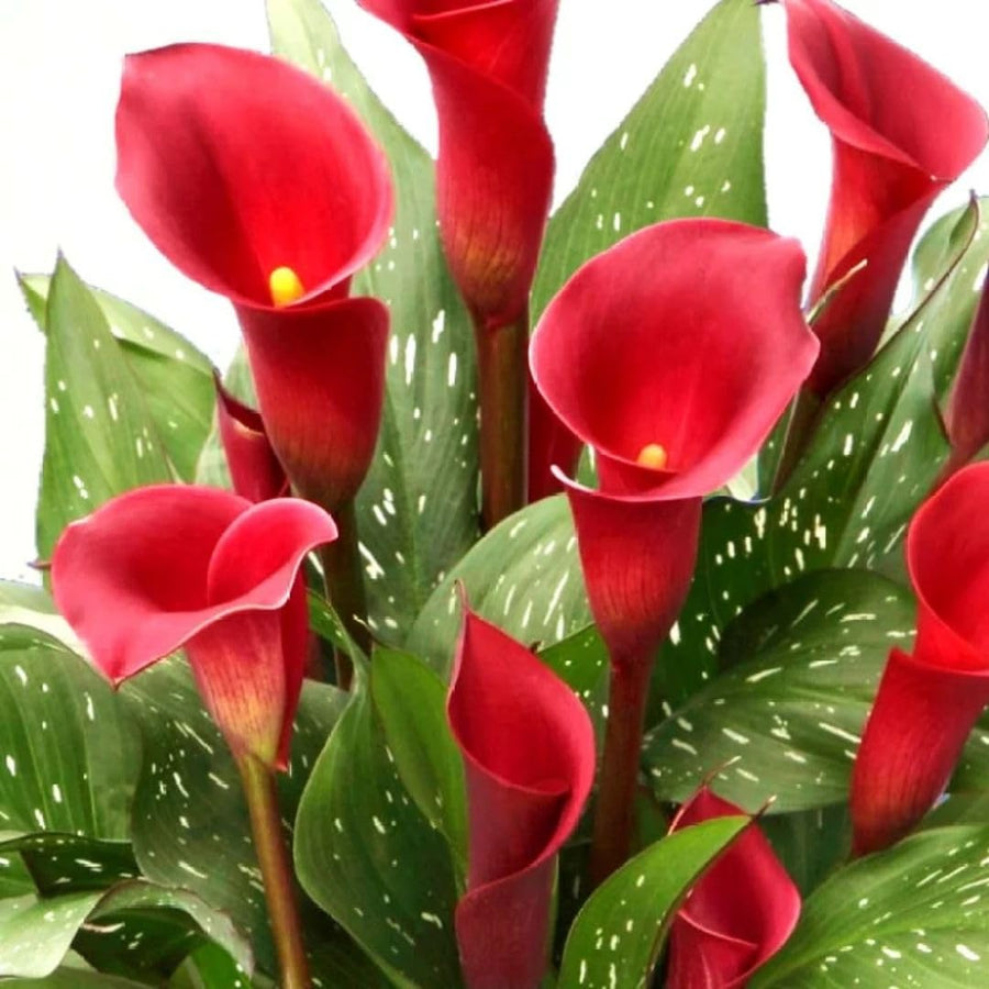 3 Red Calla Lily Bulbs for Outdoor Planting, Ornamental Flowers for Patio Pots, Landscape Borders and Garden, Flower Bulbs for Growing