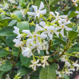 Star Jasmine Plant, Fragrant Jasmine Flower Vine 4-8 Inches Well Rooted for Container, Hanging Basket Growing