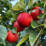 Live Blood Orange Tree Plant, Sweet Red Orange Fruit Tree, 3 Feet Tall, Ready for Growing