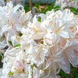 White Azalea Plant Live, 10 Inches Tall, Hardy Flowering Shrub for Outdoor Planting and Landscaping