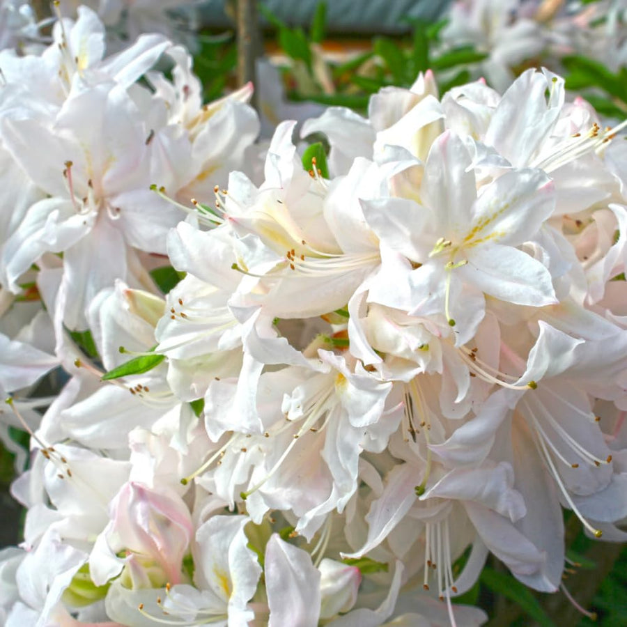 White Azalea Plant Live, 10 Inches Tall, Hardy Flowering Shrub for Outdoor Planting and Landscaping