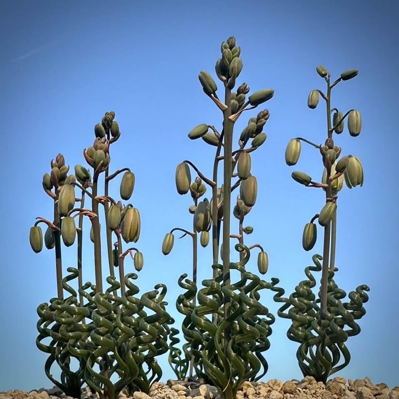 Albuca Live Plant, Rare Spiral Leaf Succulent, 4 Inch Pot, Curly Grass Easy Care Indoor Plant