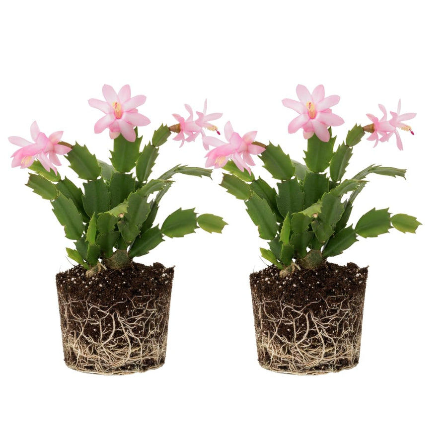 2 Live Pink Christmas Cactus Plants, Pink Christmas Cactus Plants Live, 4 to 6 Inch, Bare Root, Perennial Flower Holiday Succulent Plant, No Pot