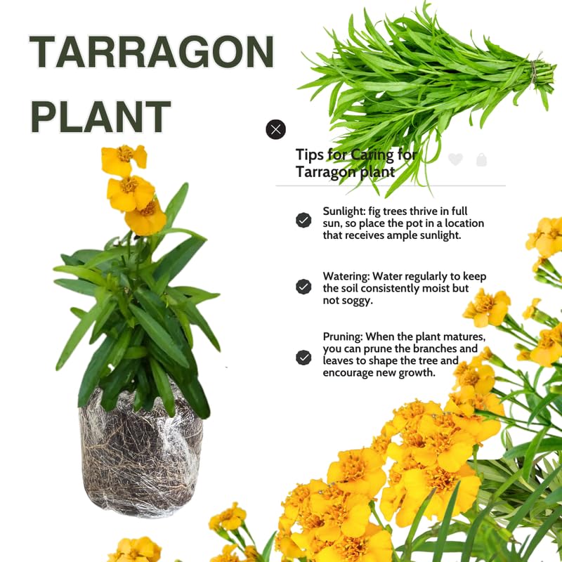 Set 2 Tarragon Plants Live, Tarragon Mint Plant for Planting 4-8 Inches, Herb for Growing Outdoor