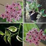 Hoya Carnosa Plant, Live Hoya Carnosa Plants, 4-6 Inch for Ornament Indoor Outdoor