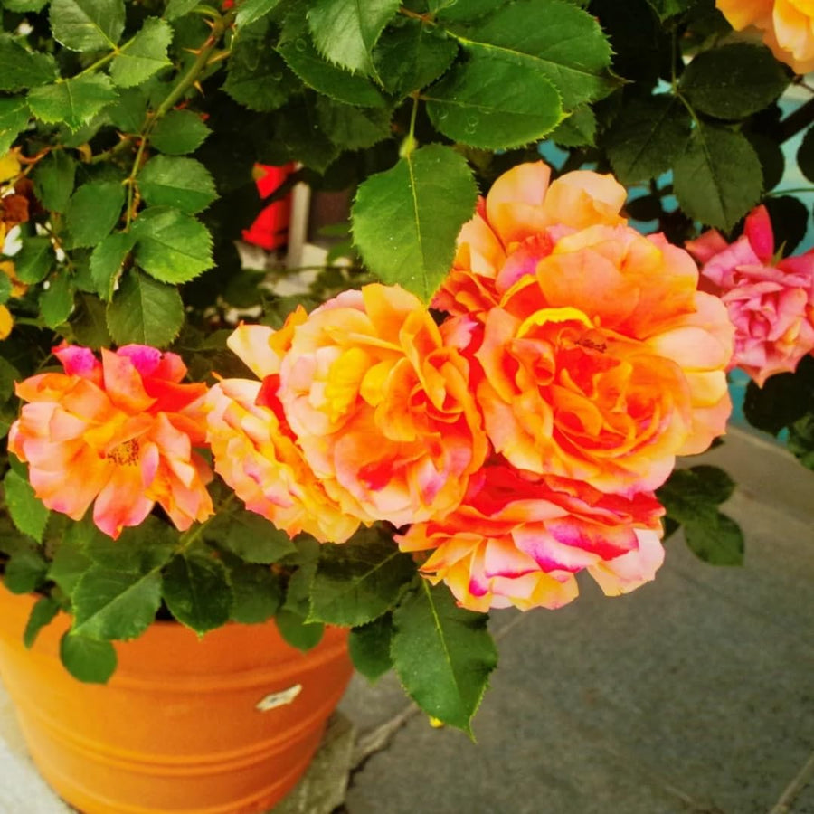 Red Yellow Orange Climbing Rose Live Plant, Fragrant Rose Bush Ready to Plants, Zone 5 to 9, Size 5 to 7 Inches and Bare Root