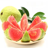 Pink Red Guava Tree Live Plant, 6 to 9 Inc, Guava Plant, Edible Home Garden Fruit Starter Plant