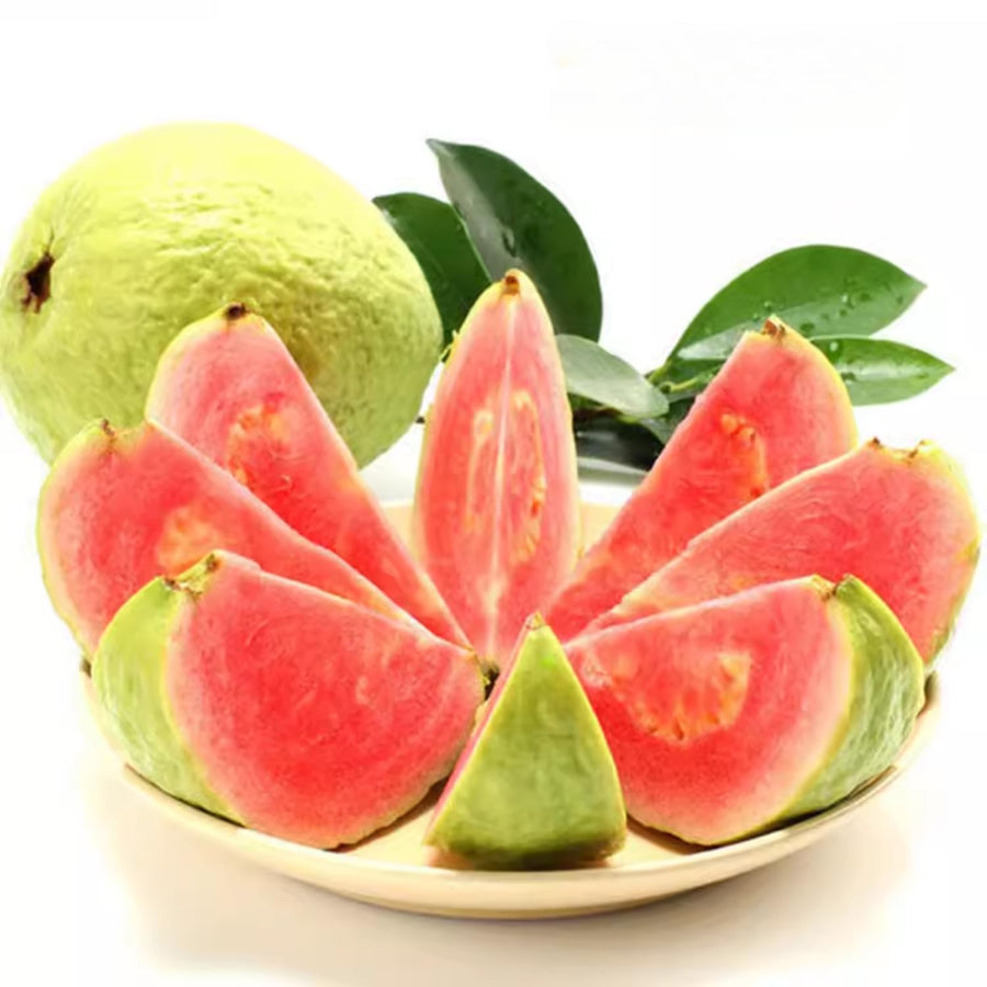 Pink Red Guava Tree Live Plant, 6 to 9 Inc, Guava Plant, Edible Home Garden Fruit Starter Plant
