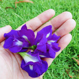 Butterfly Pea Plant Live, 6 to 10 Inc Tall Butterfly Flower Vine Plant Live Growing, 4 Inc Potted (Blue)