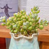 Cotyledon Pendens Succulent Live Plant Potted, Trailing Succulent Rare House Plant for Home Office Decoration, Indoor Outdoor Growing, 2" Pot, Starter Plants