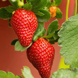 Set 3 Everbearing Strawberry Plants, Well Rooted, Live Strawberry Plants for Outdoor Growing