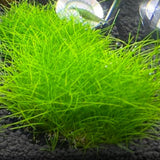 100 Aquarium Grass Seeds for Planting, Aquatic Plant Seeds Live Aquarium Plants, Aquarium Grass Plants