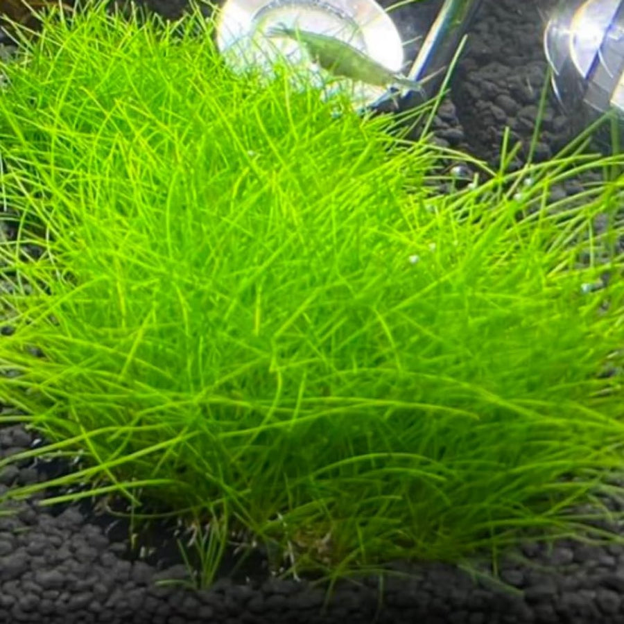 100 Aquarium Grass Seeds for Planting, Aquatic Plant Seeds Live Aquarium Plants, Aquarium Grass Plants