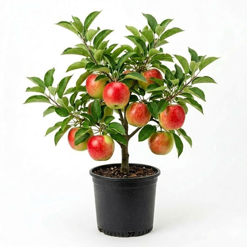 Red Apple Tree 2–3 Ft Tall, Fruit Apple Tree Plant for Outdoor Garden, Sweet Crisp Apples for Backyard Orchard or Home Garden Growing