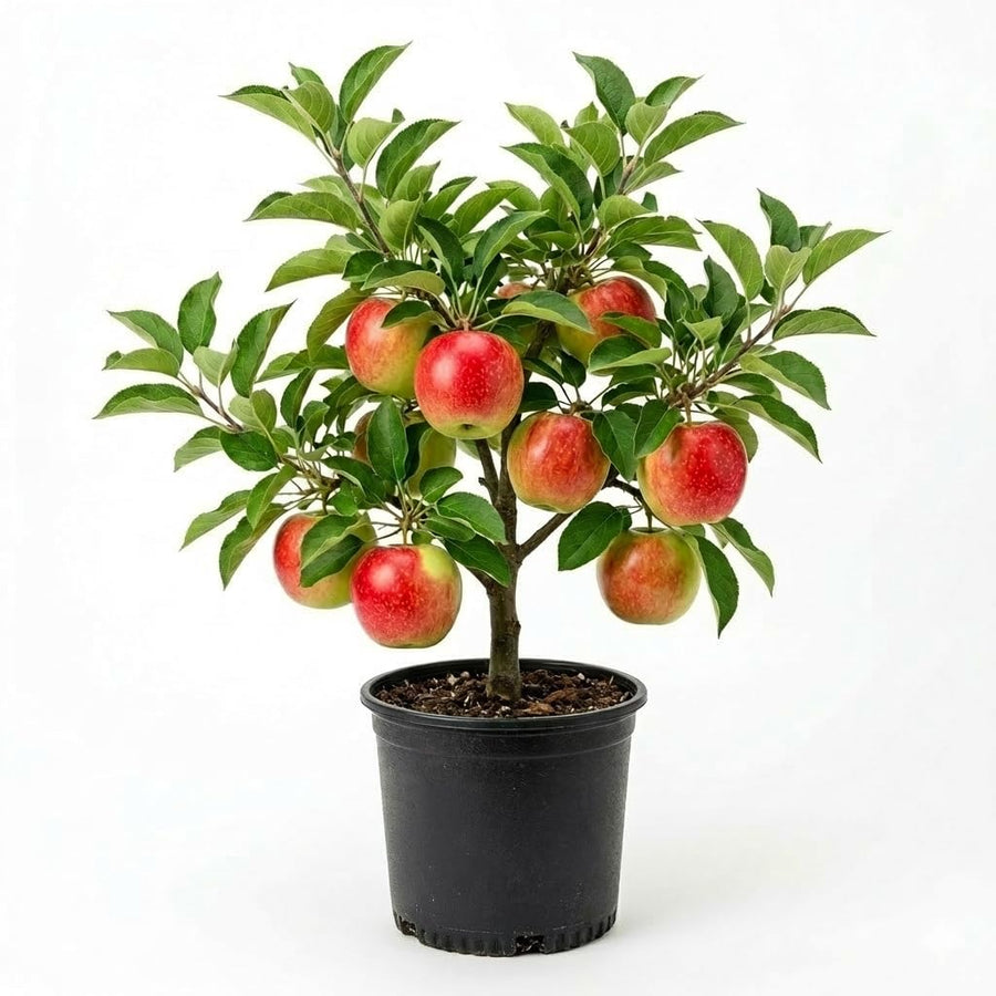 Red Apple Tree 2–3 Ft Tall, Fruit Apple Tree Plant for Outdoor Garden, Sweet Crisp Apples for Backyard Orchard or Home Garden Growing