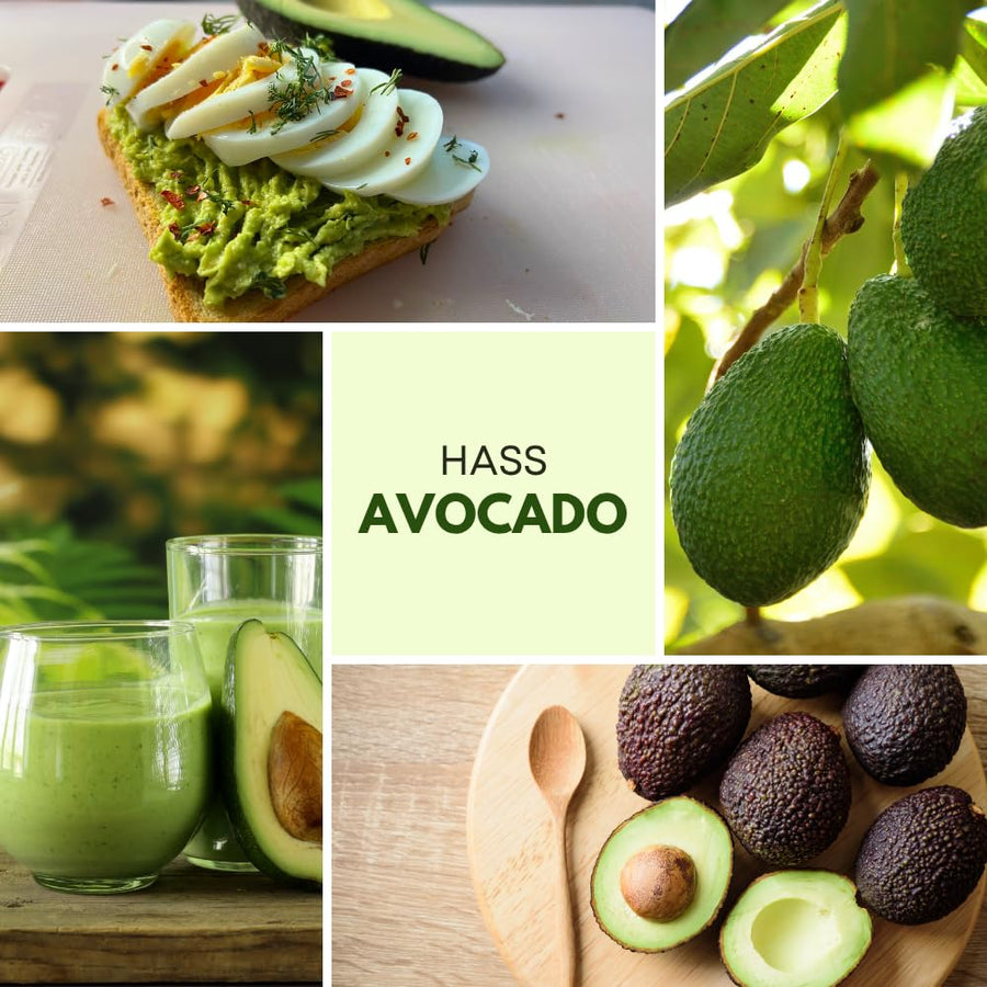 Dwarf Avocado Tree Live Plant, HASS Avocado Plant, 1 Year Old Fruit Tree, Well Rooted, 16-20 Inches Tall, Indoor Outdoor Growing