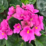 Pink African Violets Live Plants House Plants in 4" Pot, Vibrant Blooms for Indoor Décor, Home or Office, Easy to Grow