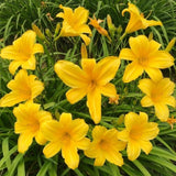 Pack 10 Daylily Bulbs for Planting Spring, Fast Blooming Hardy Perennial Lily Bare Roots for Outdoor Growing (Yellow, Large Day Lily)