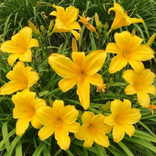 Pack 10 Daylily Bulbs for Planting Spring, Fast Blooming Hardy Perennial Lily Bare Roots for Outdoor Growing (Yellow, Large Day Lily)