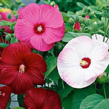 Mix Hibiscus Plant Live, Hardy Hibiscus Flowers for Outdoor Landscapes, 5-9 Inch Height, Ornamental Hibiscus Bush Shrub, Well-Rooted, No Pot