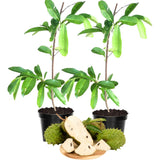 Pack 2 Guanabana Soursop Tree Live, 6-10" Tall, Sweet Soursop Plant Live for Planting, in Pot, Tropical Soursop Fruit Tree, Well-Rooted