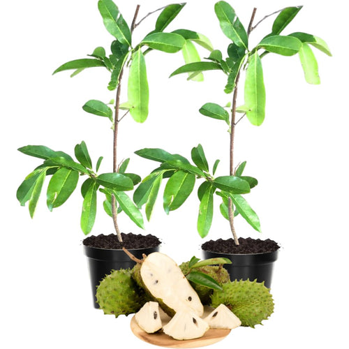Pack 2 Guanabana Soursop Tree Live, 6-10" Tall, Sweet Soursop Plant Live for Planting, in Pot, Tropical Soursop Fruit Tree, Well-Rooted