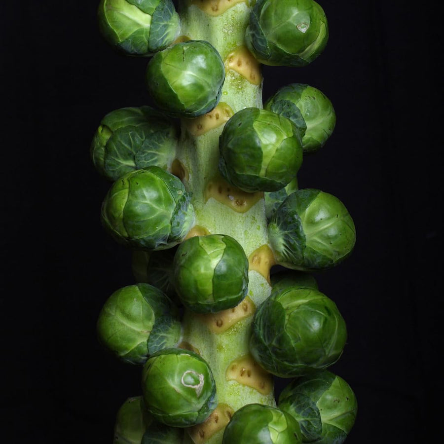 Set of 2 Pot Brussel Sprouts Plants Live, Brussel Sprouts Plants, Vegetable Seedlings, 4 Inch Pot for Outdoor Growing