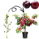 Sets 2 Plum Trees Live Plants for Planting, 1 Year Old, 9" to 17" in Height, Cold Gardy for Gardening, Zones 5-9, Well Rooted