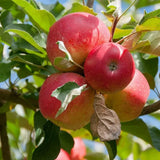 2-3 Ft Apple Tree Live Plant Bare Root, Live Apple Plant, Cold Hardy Fruit Plants for Home Garden Planting Spring (Gala)