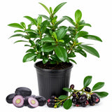 Black Plum Tree Live Plant in 4 Inch Pot, Black Fruit Tree 4-7 Inches Tall, Well Rooted Tropical Fruit Plant for Growing