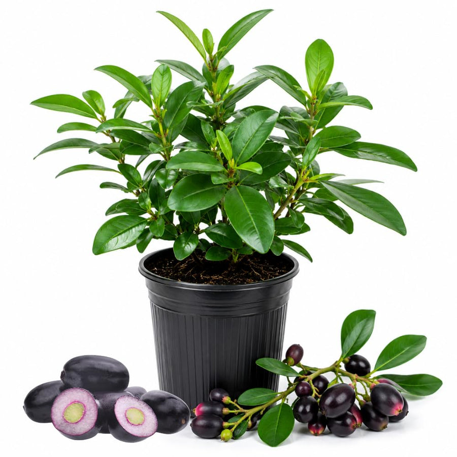 Black Plum Tree Live Plant in 4 Inch Pot, Black Fruit Tree 4-7 Inches Tall, Well Rooted Tropical Fruit Plant for Growing