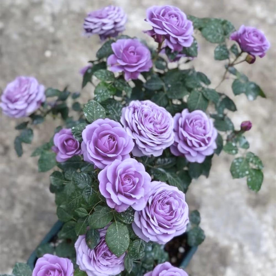 Miniature Rose Plant, Live 3.5” Potted Rose, Compact, Colorful Flowering Rose Bush for Indoor Outdoor Gardens (Purple)