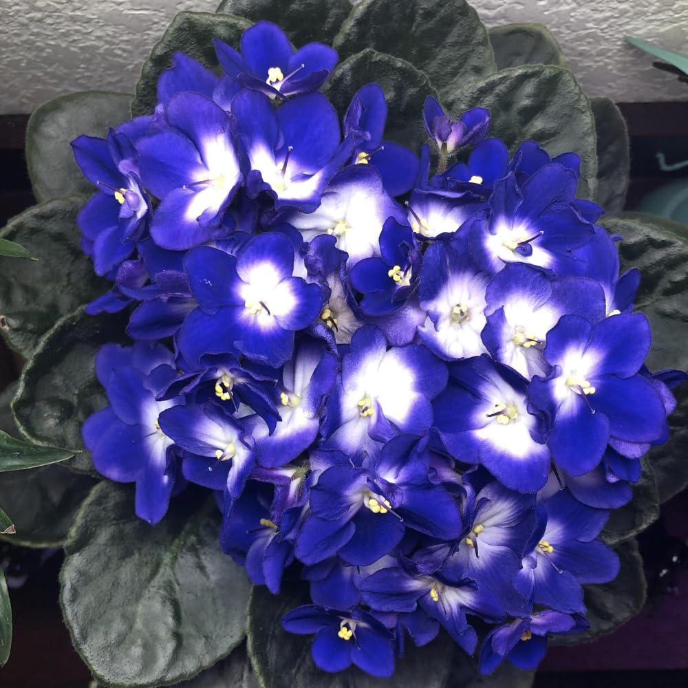 Colorful African Violets Live Plant in 4" Pot, Starter African Violet Flower for Indoor Outdoor Home Décor