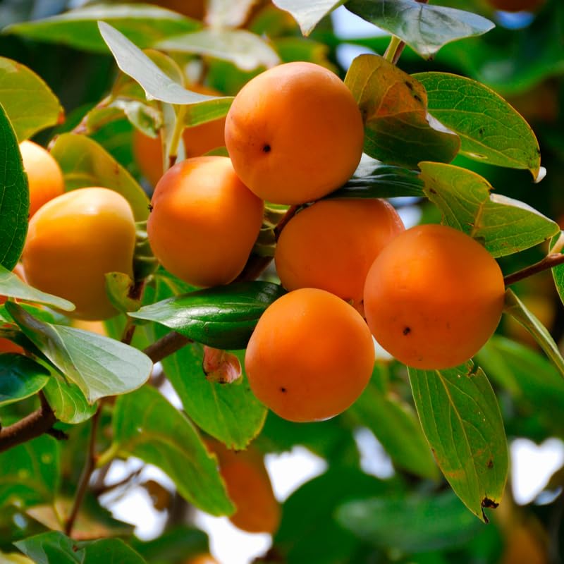Persimmon Tree Live Plant, Persimmon Fruit Trees Live Plants, Quart Pot, 8-10 Inches Tall, Hardy Fruit Tree for Indoor Outdoor Growing