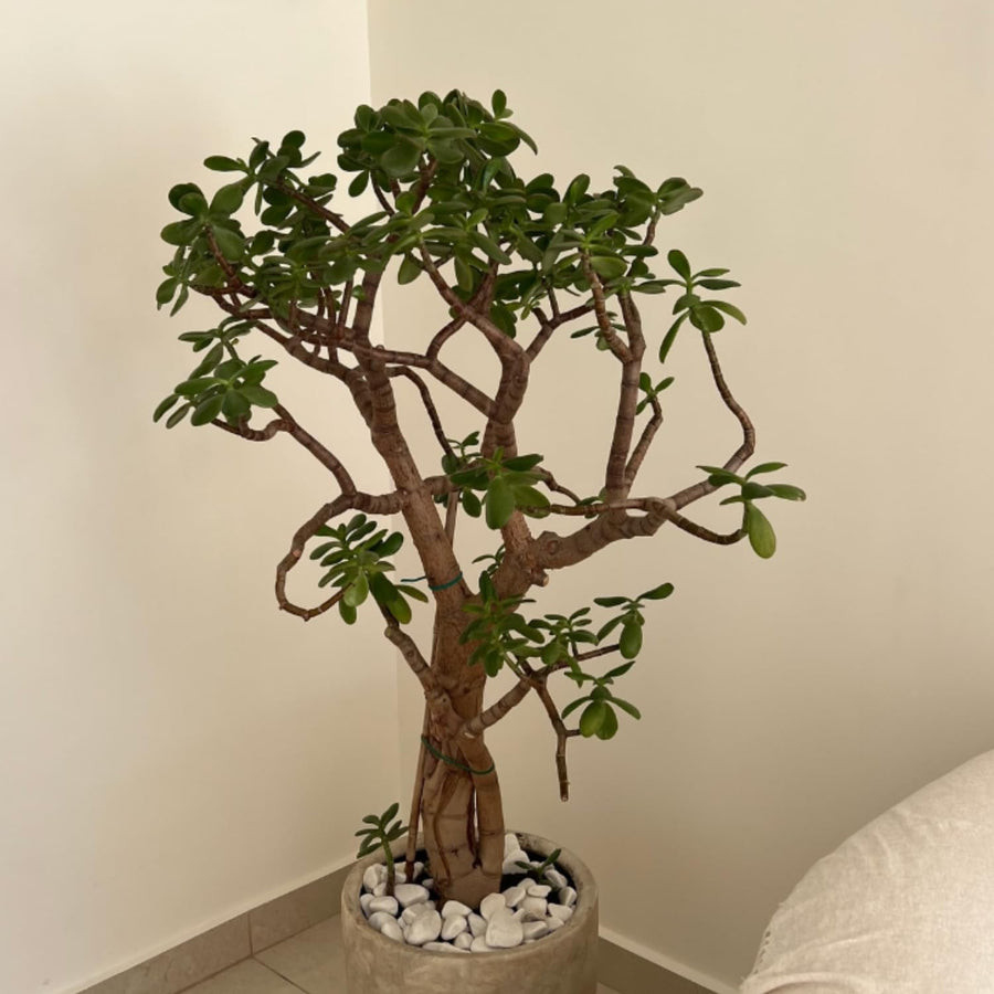 Jade Succulent Live Plant, Rare Succulent Plant in 2 Inches Pot, Ready to Grow House Plant