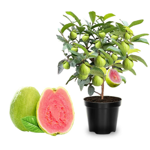 4 Sweet Guava Trees Live Plants, 9 Months Old 5-9 Inc in Tall, Guava Tree for Planting, Zones 9-11