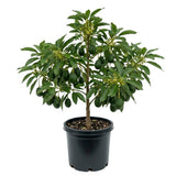 Dwarf Avocado Tree Live Plant, HASS Avocado Plant, 1 Year Old Fruit Tree, Well Rooted, 16-20 Inches Tall, Indoor Outdoor Growing