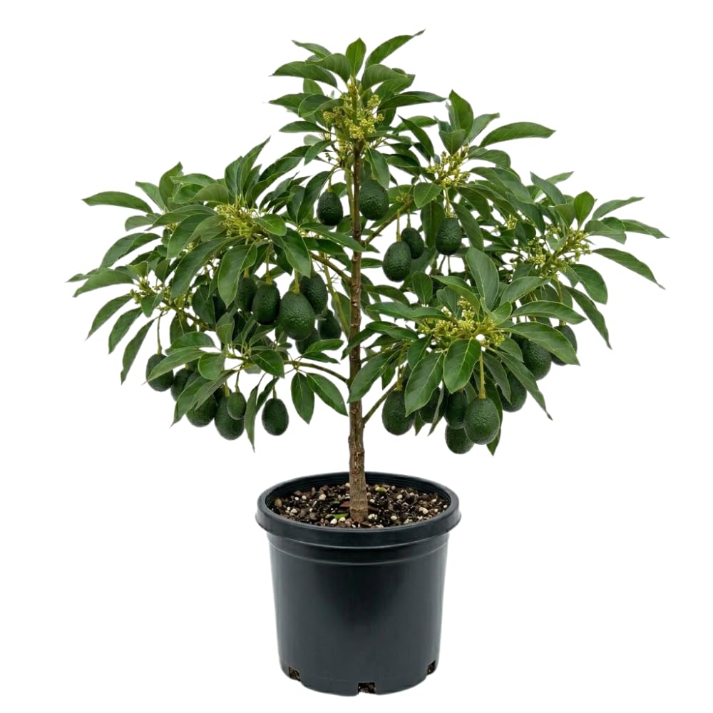 Dwarf Avocado Tree Live Plant, HASS Avocado Plant, 1 Year Old Fruit Tree, Well Rooted, 16-20 Inches Tall, Indoor Outdoor Growing