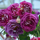 Purple Red Climbing Roses Live Plants 7 Months Old, Rose Bushes Ready to Plant 5-9" Tall, Very Fragrant, Can Grow As Climber or Bush Tree or Trellises, Walls, Fences