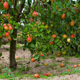 2-3 Ft Apple Tree Live Plant Bare Root, Live Apple Plant, Cold Hardy Fruit Plants for Home Garden Planting Spring (Red Green)