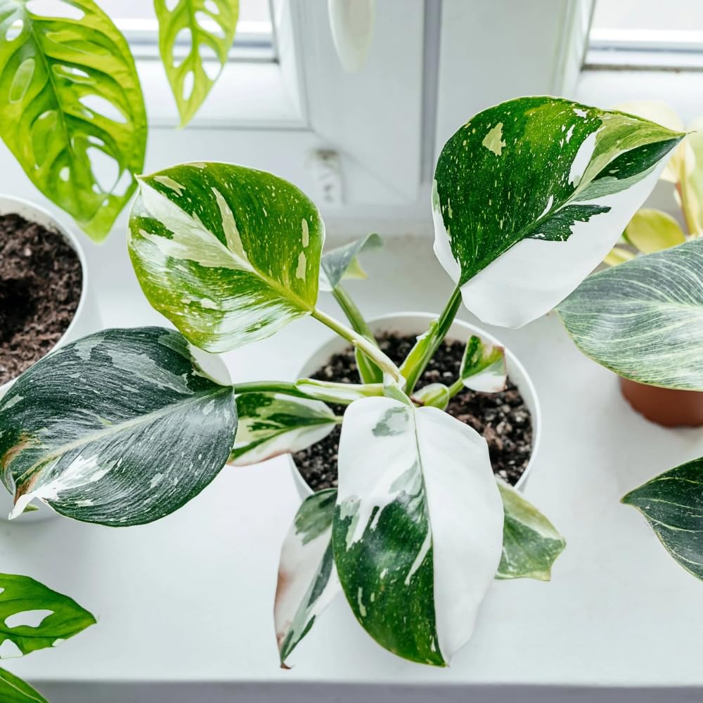 Princess Philodendron Plant, Rare Tropical Variegated Live Indoor Houseplant, 5-8" Tall, No Pot (White Princess Philodendron Plant)