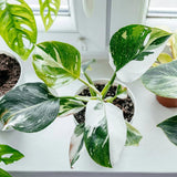 Princess Philodendron Plant, Rare Tropical Variegated Live Indoor Houseplant, 5-8" Tall, No Pot (Mixed Princess Philodendron Plants)