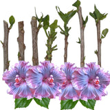 Set of 7 Hibiscus Cuttings for Planting, Tropical Flowering Plants, Ready to Grow, Suitable for Outdoor Garden or Containers (Purple Hibiscus)