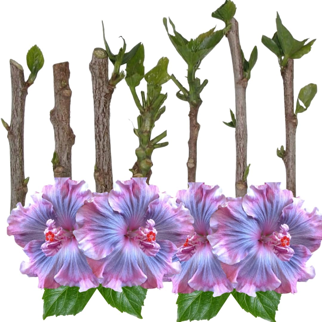 Set of 7 Hibiscus Cuttings for Planting, Tropical Flowering Plants, Ready to Grow, Suitable for Outdoor Garden or Containers (Purple Hibiscus)