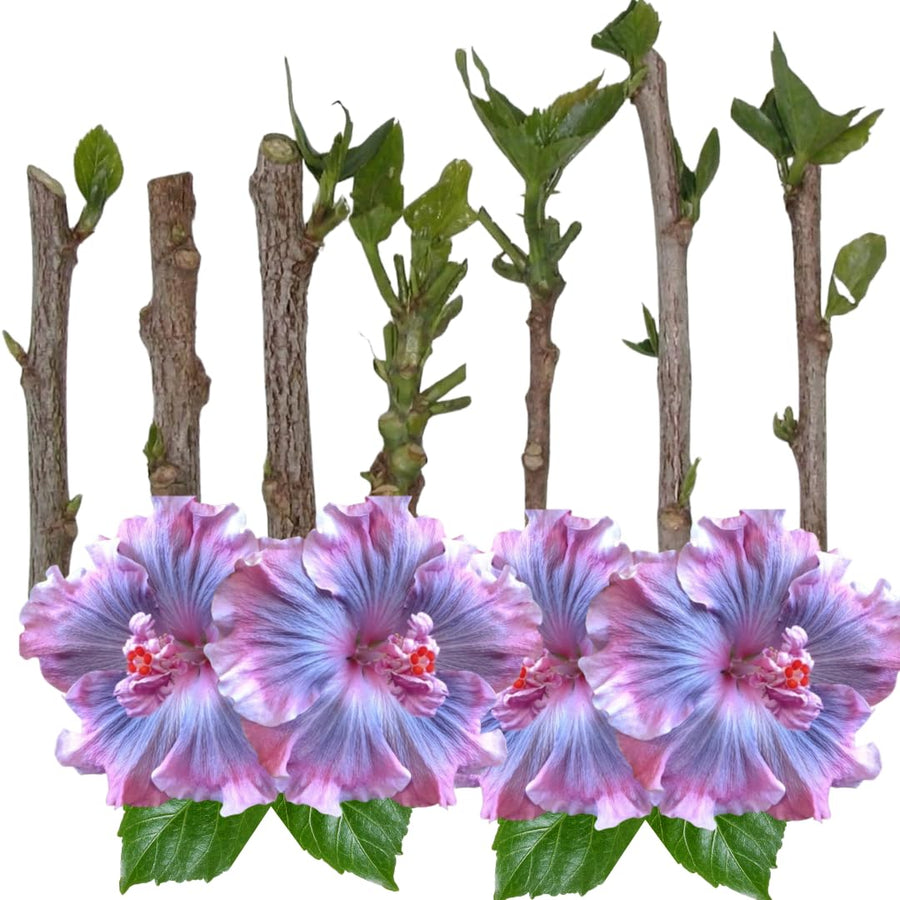 Set of 7 Hibiscus Cuttings for Planting, Tropical Flowering Plants, Ready to Grow, Suitable for Outdoor Garden or Containers (Purple Hibiscus)