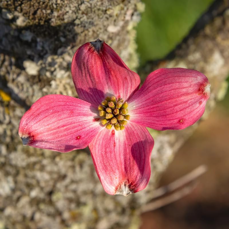 Pack 2 Pink Dogwood Trees Live Plants in Quart Pot, 1 Year Old 6-14 Inches Tall, Flowering Dogwood Trees Plants Live for Outdoor Planting Spring